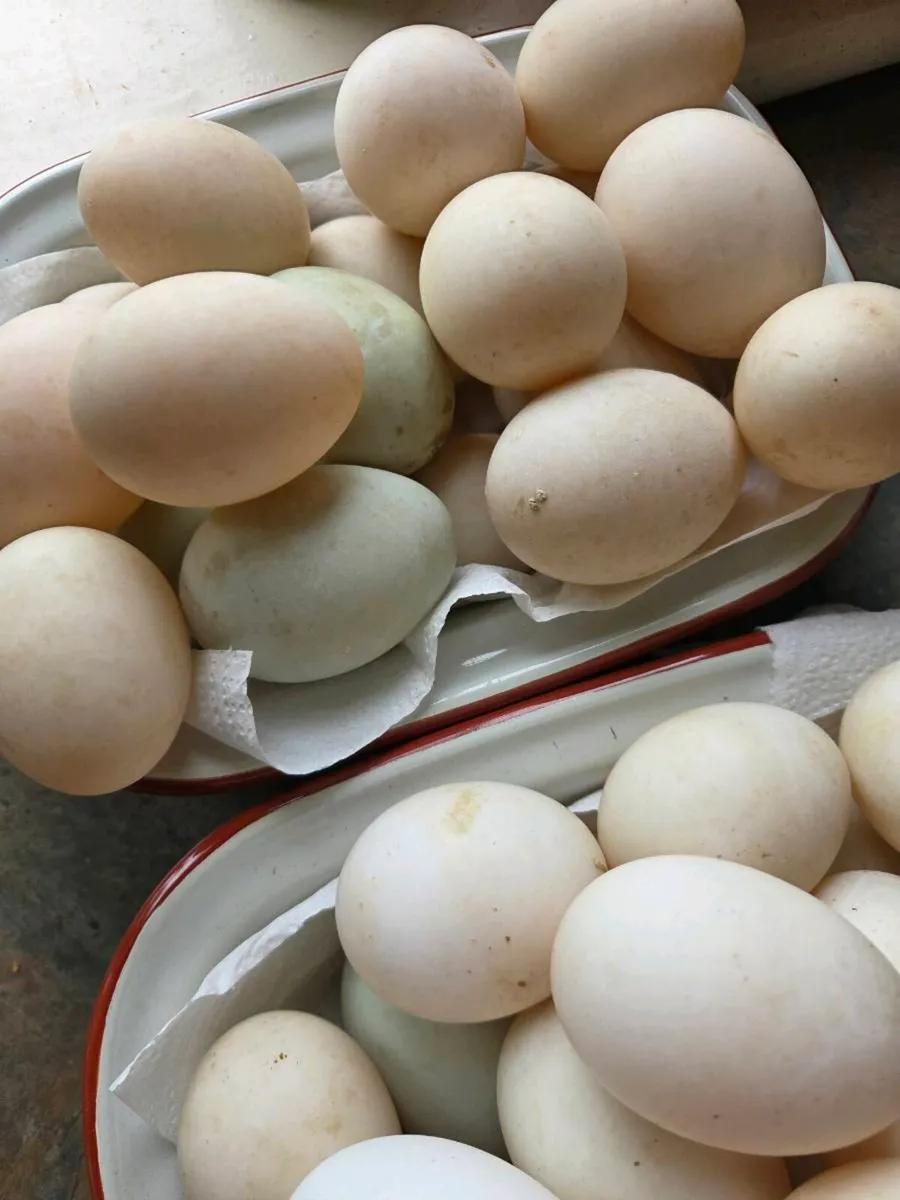 Duck eggs - Image 2