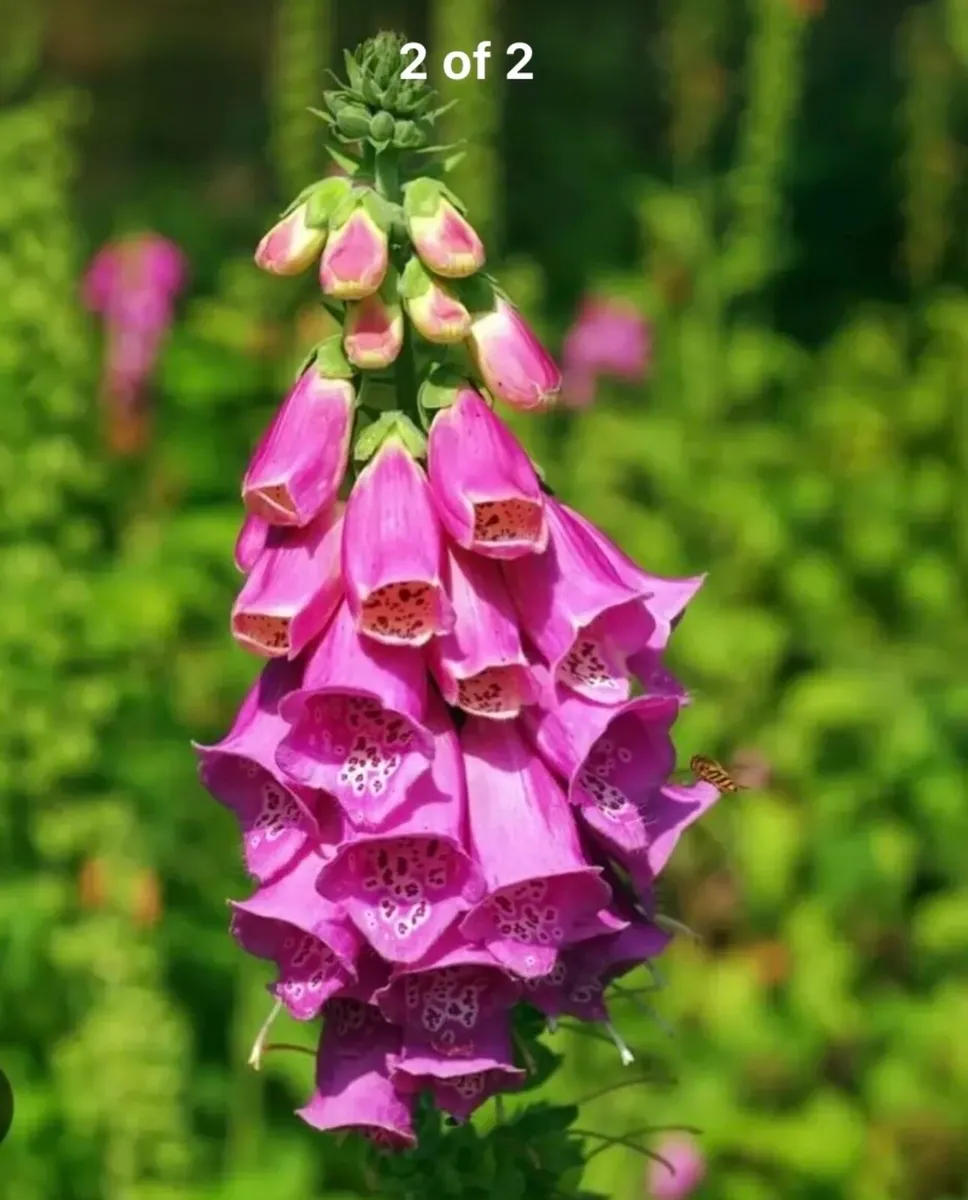 Young plants of Foxgloves plants - Image 1