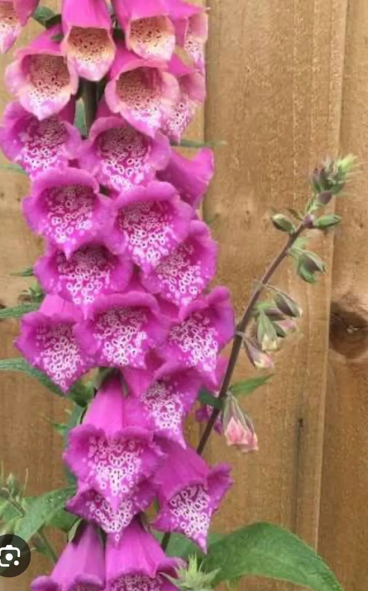 Young plants of Foxgloves plants - Image 2