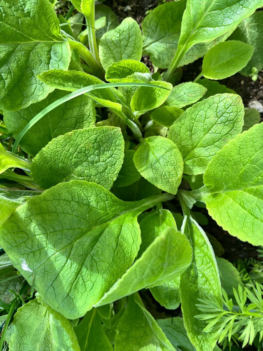 Young plants of Foxgloves plants - Image 3
