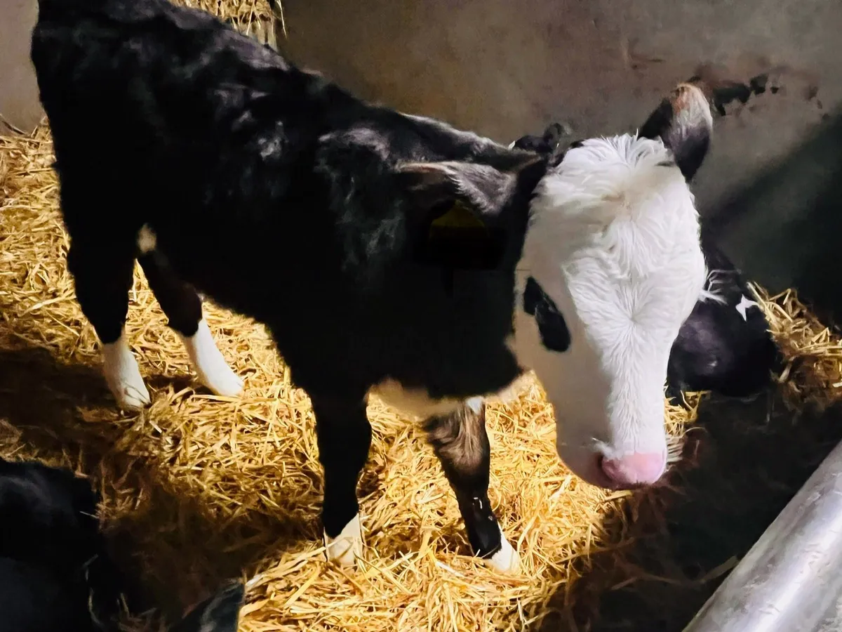 AA Calves & Whitehead calves - Image 1