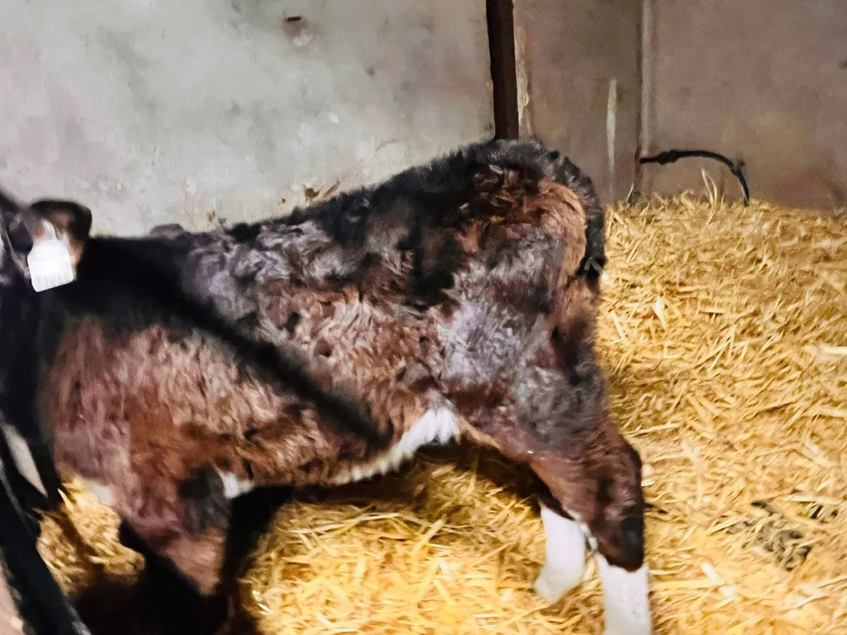 AA Calves & Whitehead calves - Image 4