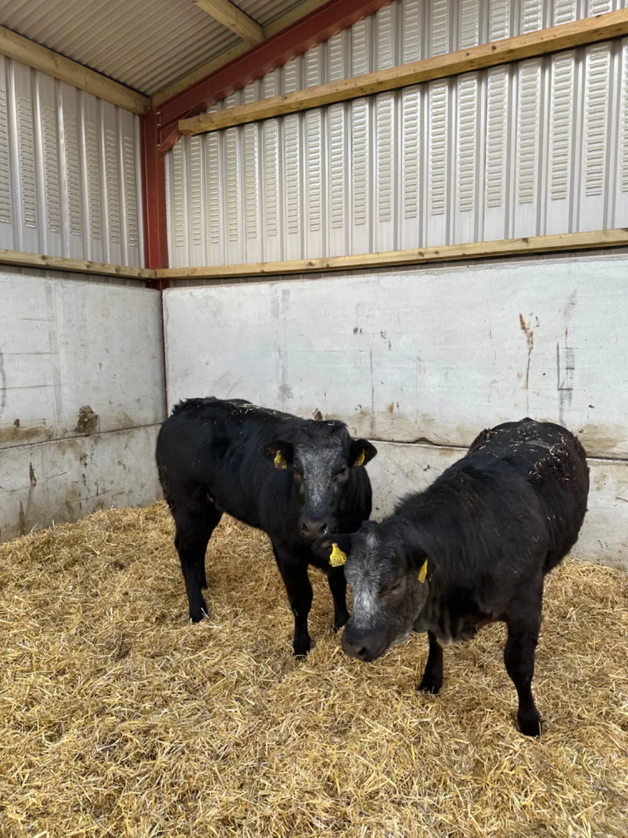 Blue grey roaned heifers - Image 2