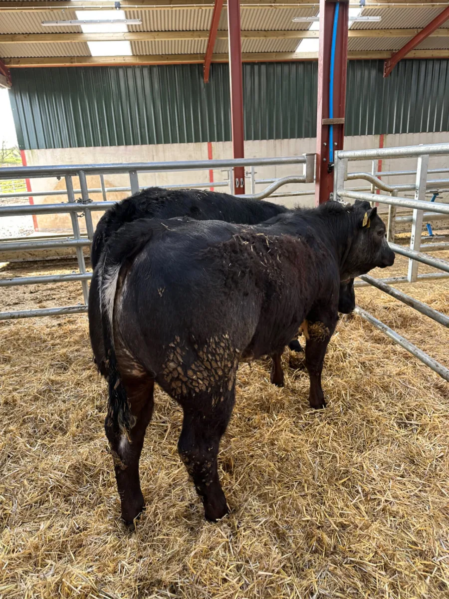 Blue grey roaned heifers - Image 1