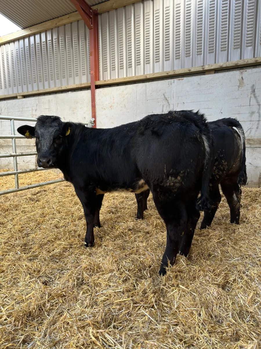 Blue grey roaned heifers - Image 4
