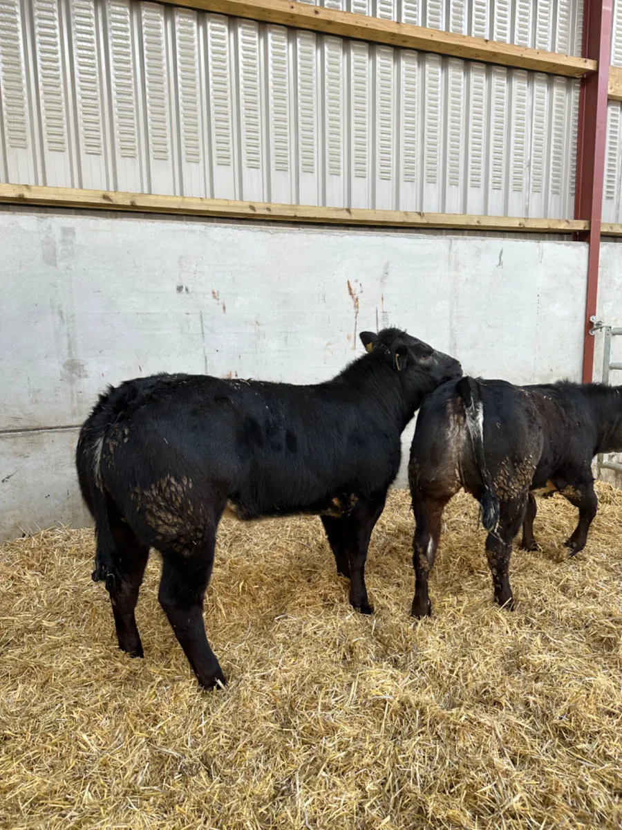 Blue grey roaned heifers - Image 3