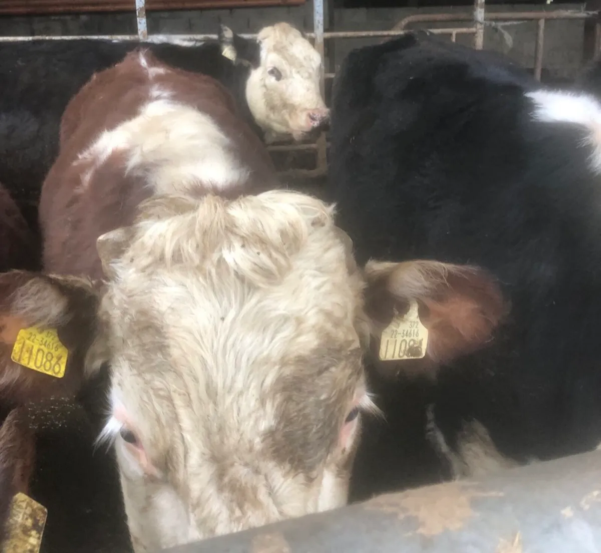 20 Homebred Hereford Cattle - Image 1