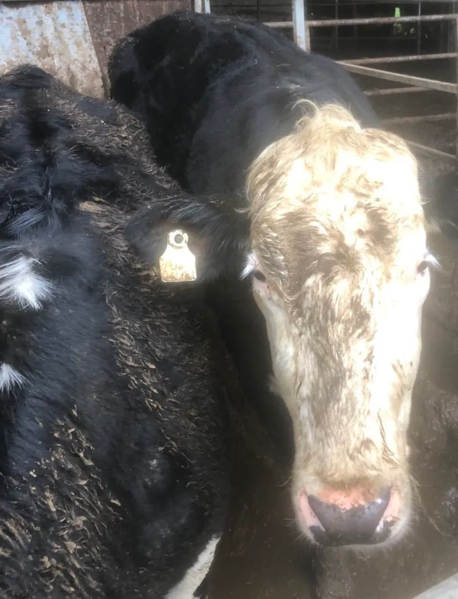 20 Homebred Hereford Cattle - Image 2