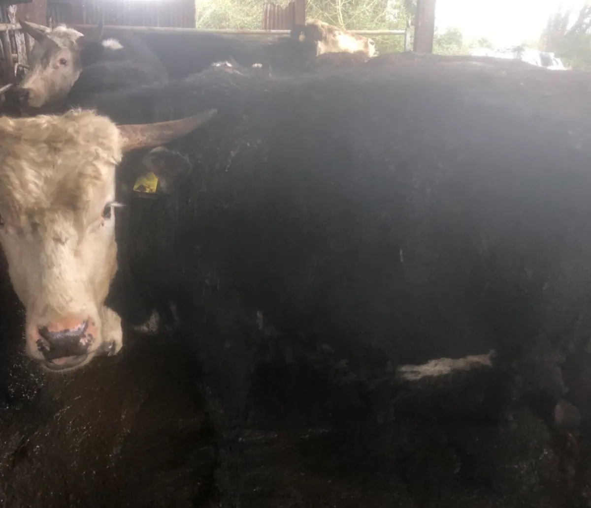 20 Homebred Hereford Cattle - Image 3