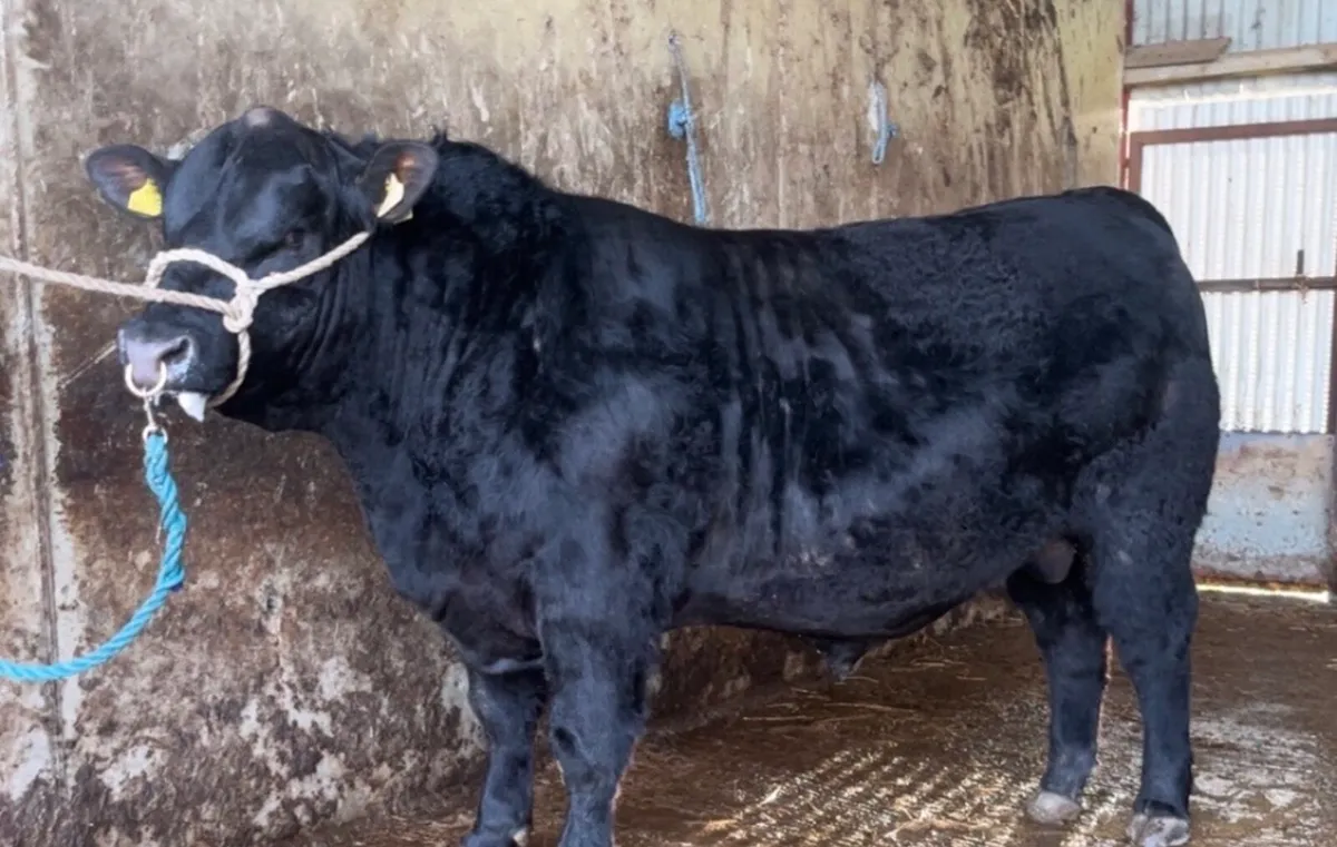 Quality Angus Bull - Image 1