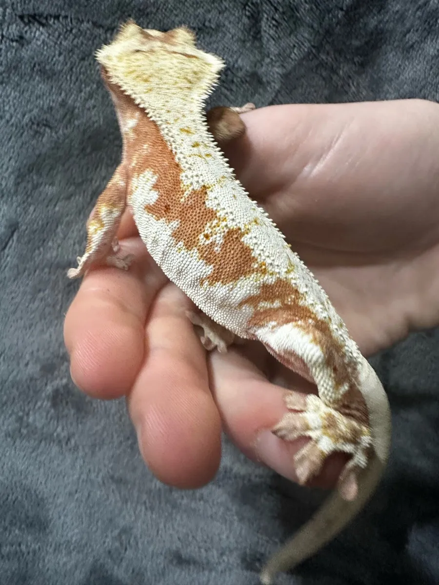 Crested gecko - Image 3