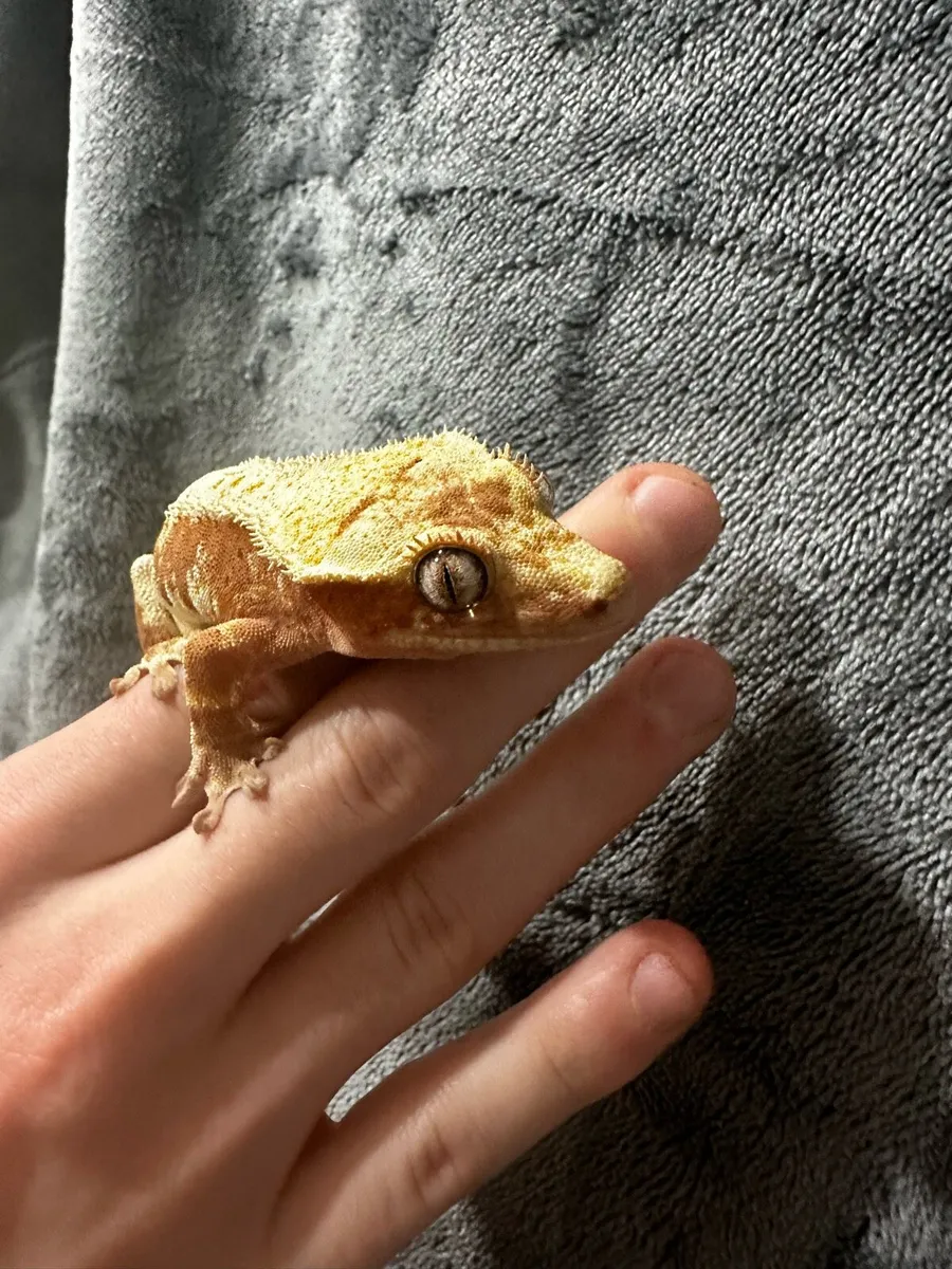 Crested gecko - Image 4