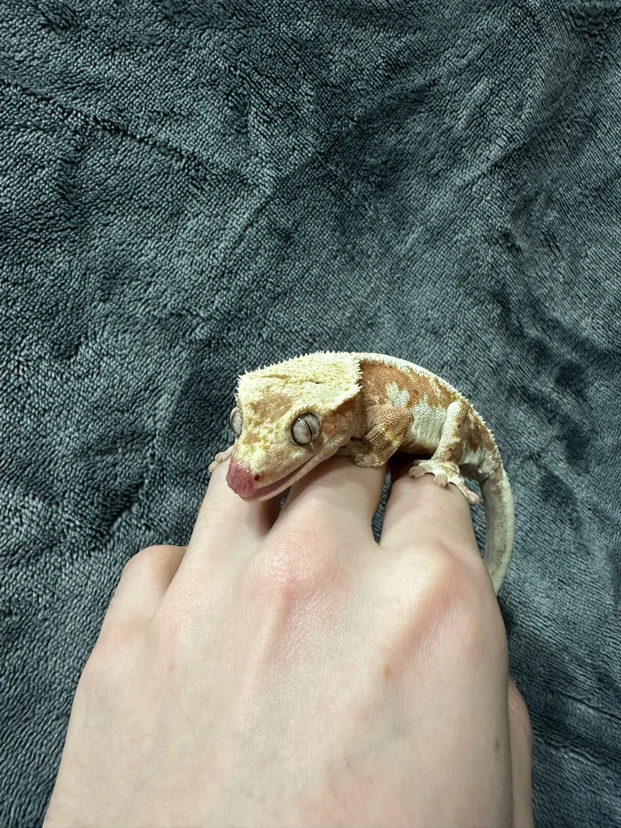 Crested gecko - Image 1