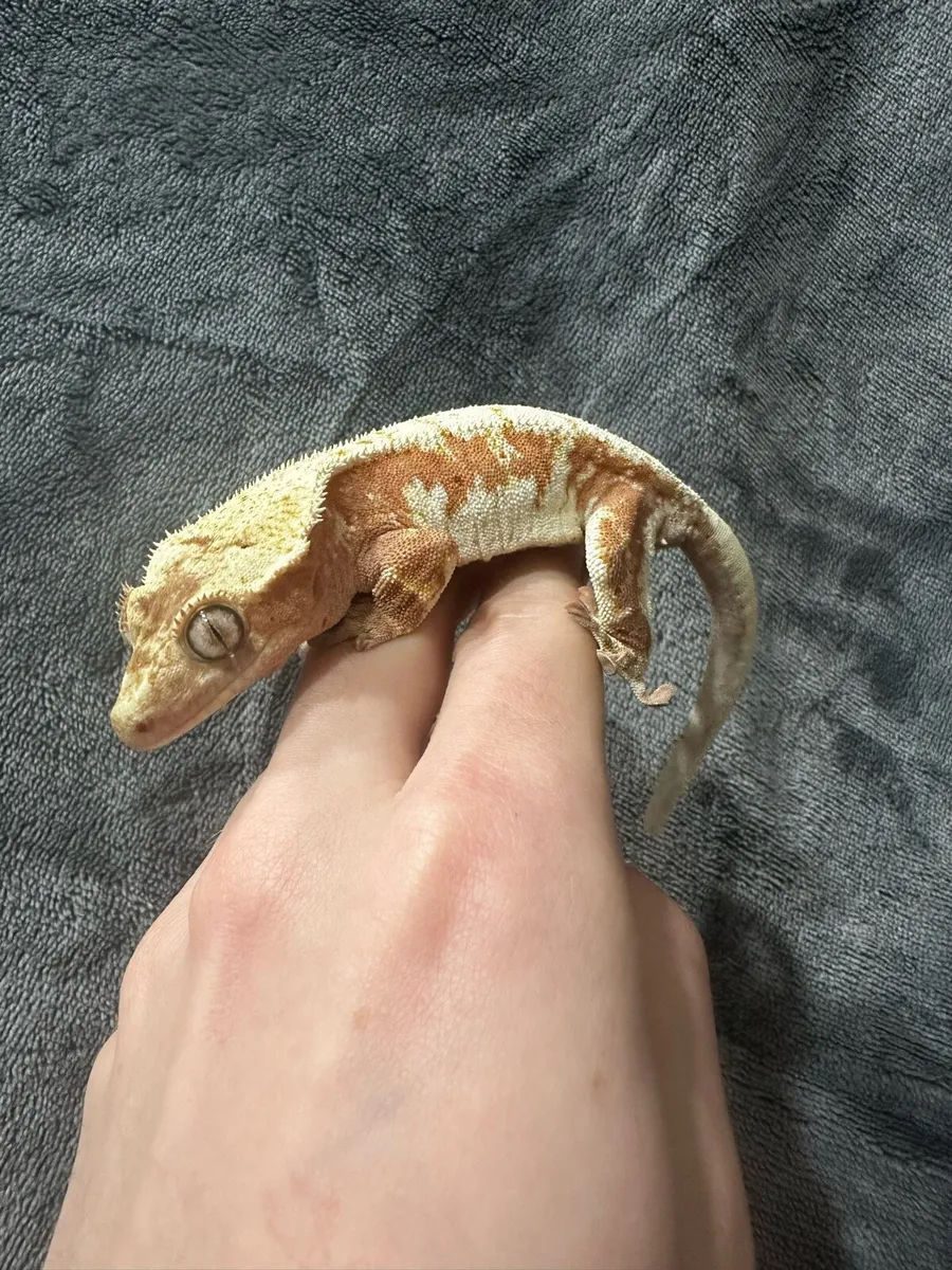 Crested gecko - Image 2