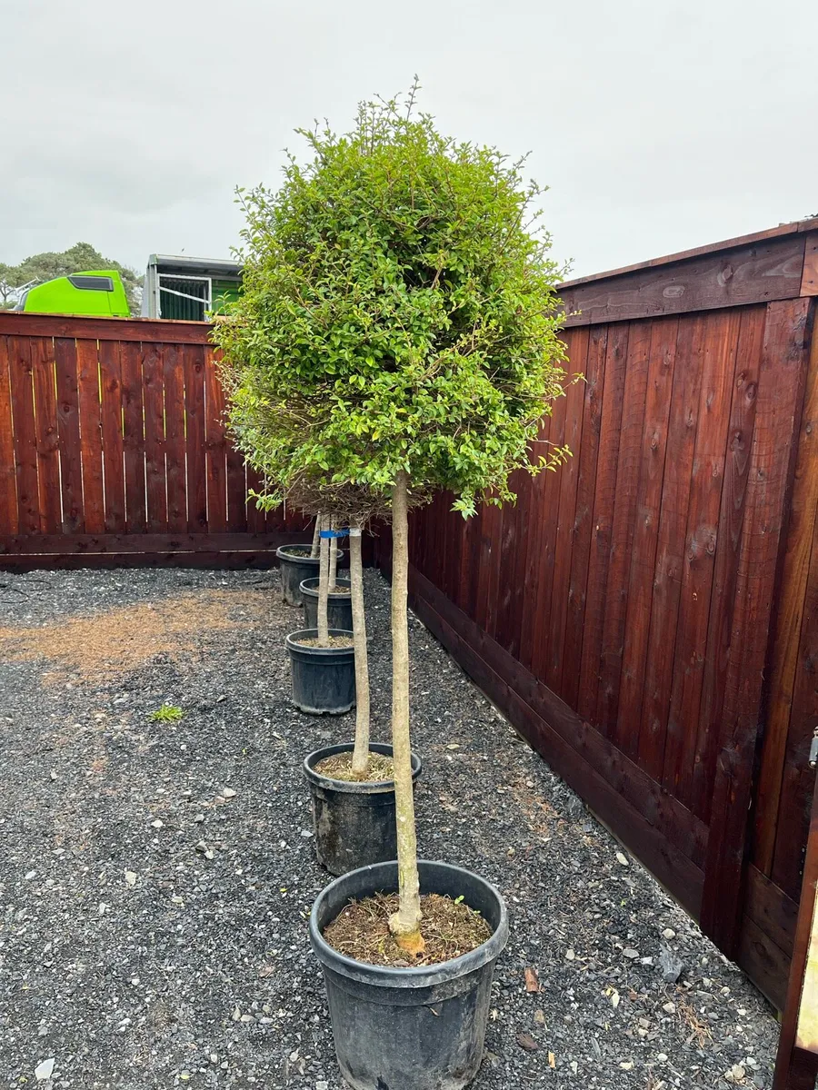 Ligustrum Jonandrum - Image 1