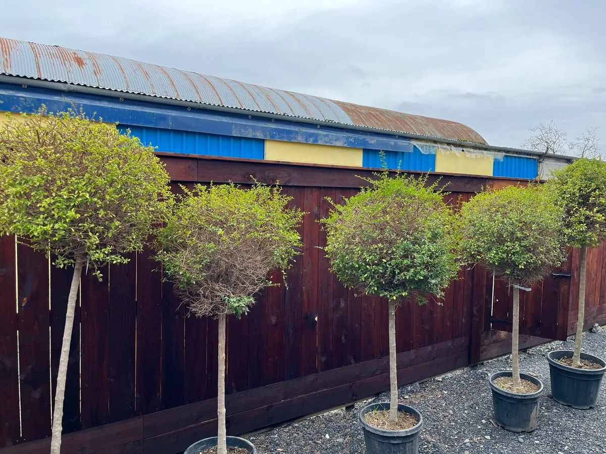 Ligustrum Jonandrum - Image 2