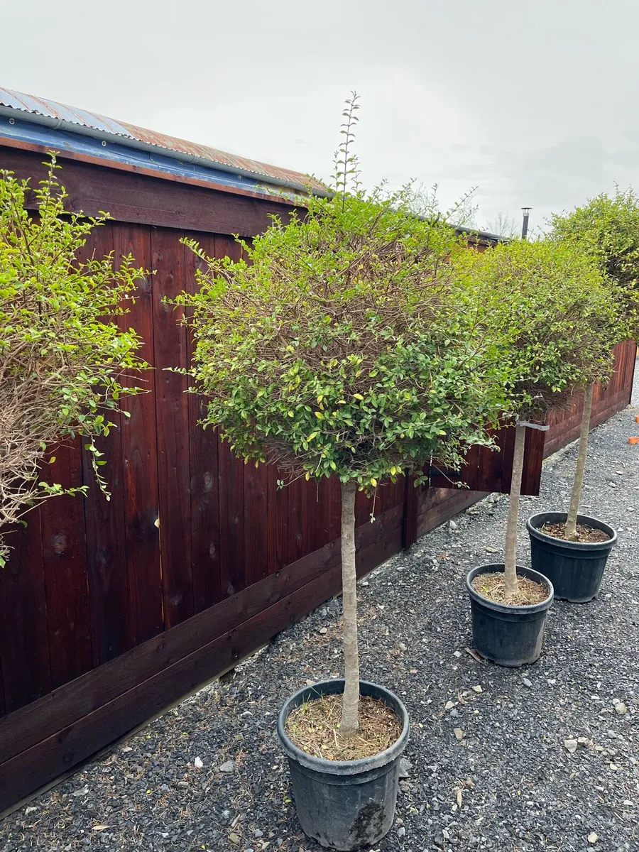 Ligustrum Jonandrum - Image 3