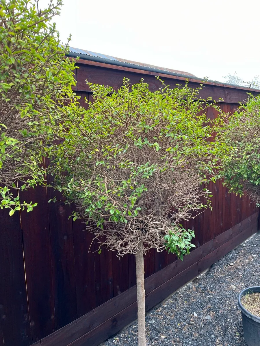 Ligustrum Jonandrum - Image 4