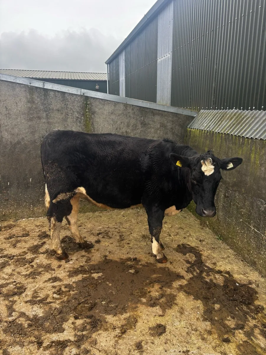 In calf heifer - Image 2