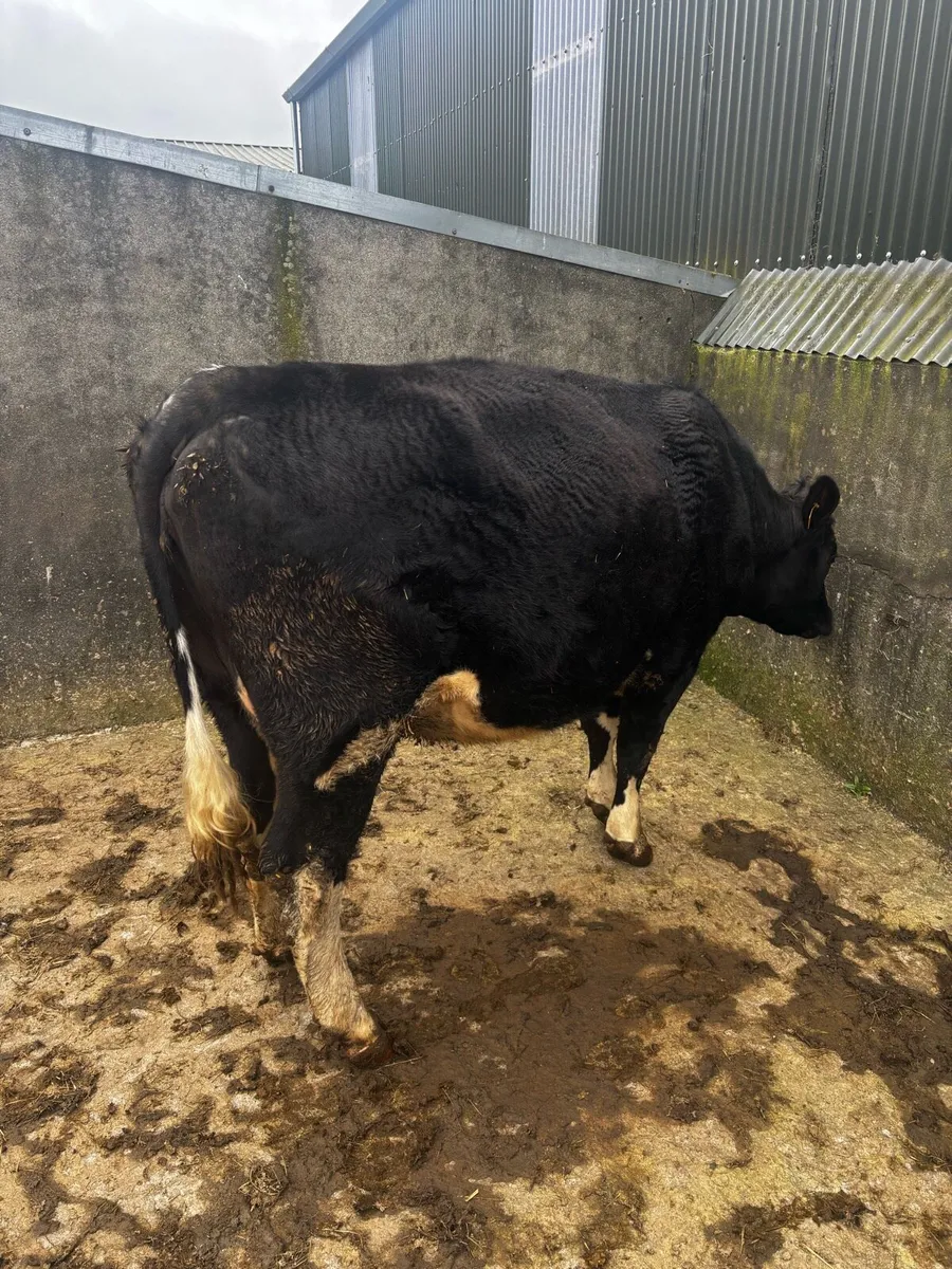 In calf heifer - Image 3