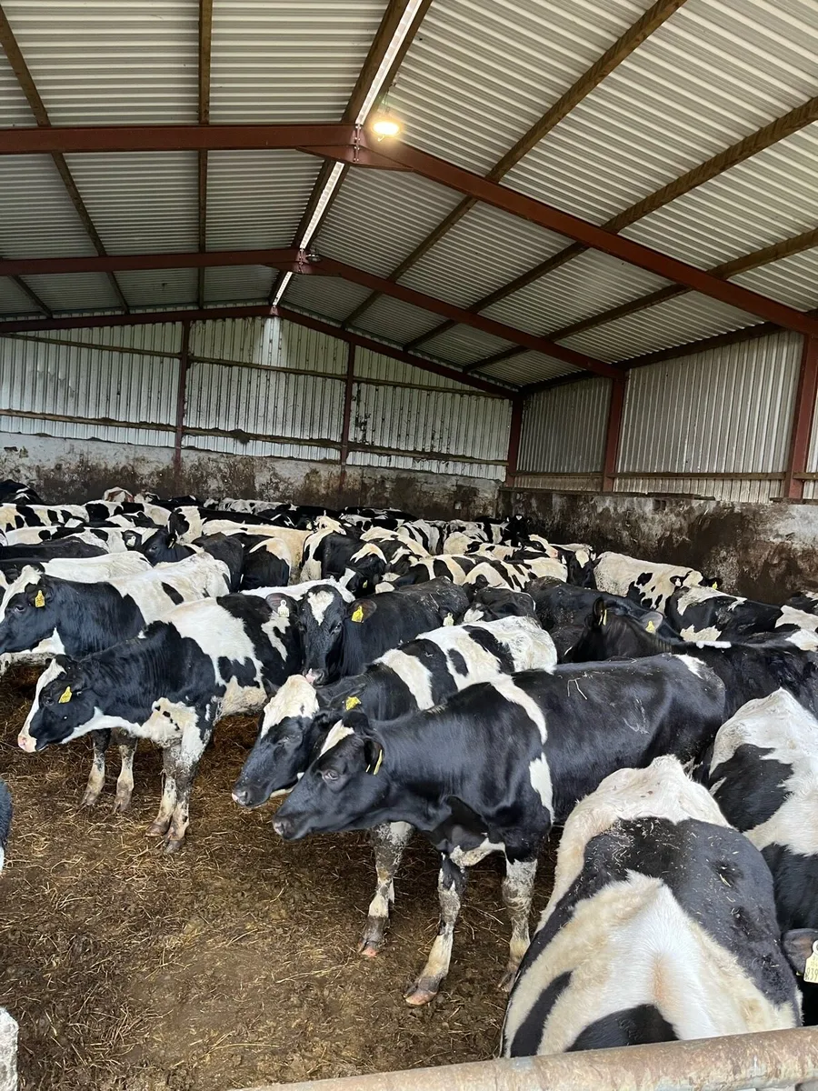 Maiden Heifers for sale - Image 1