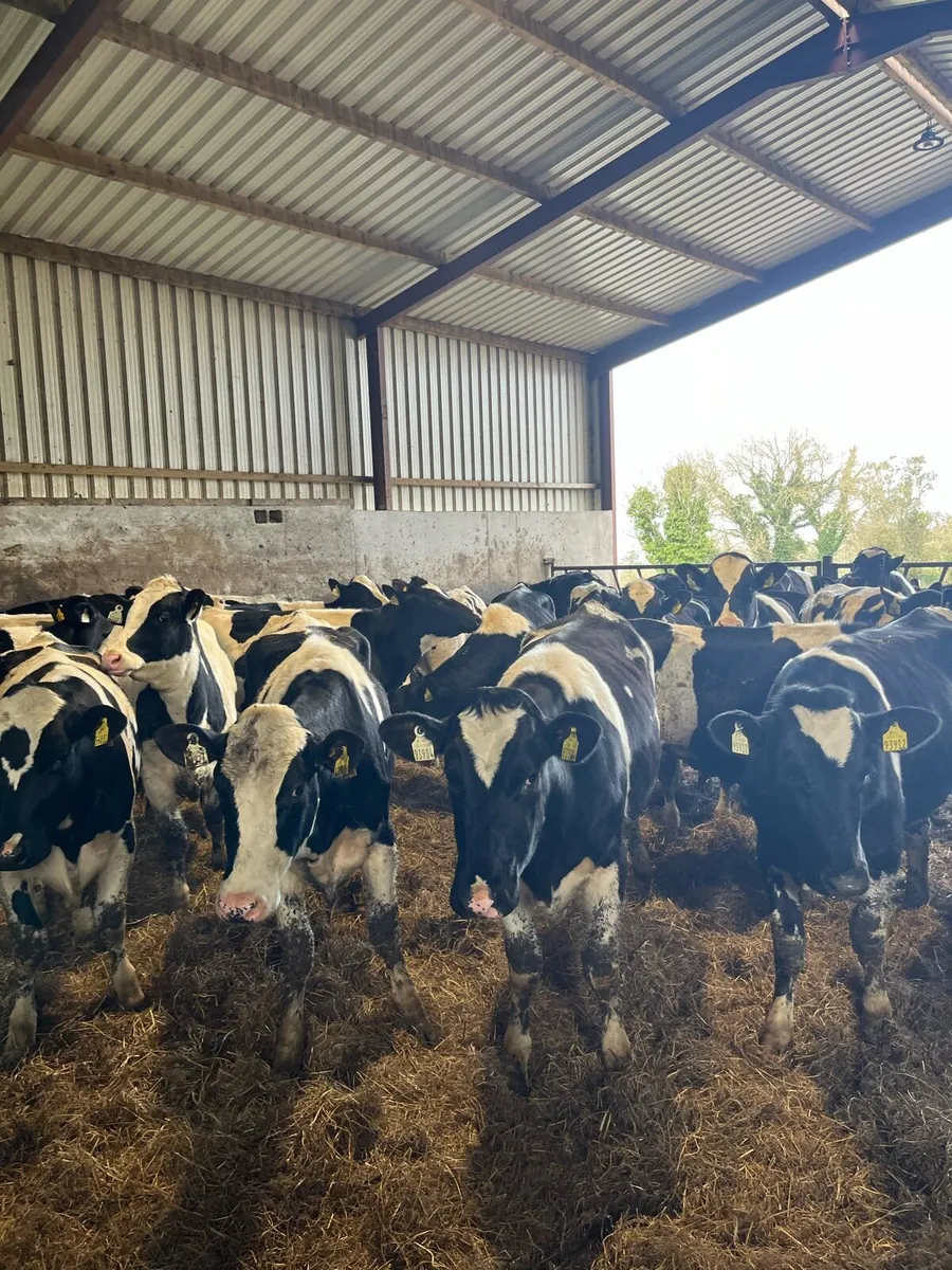 Maiden Heifers for sale - Image 3