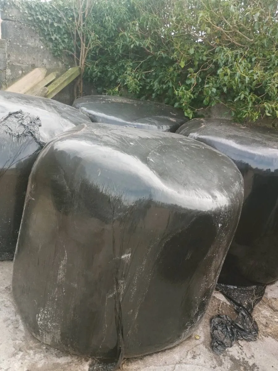 Top quality May silage - Image 2