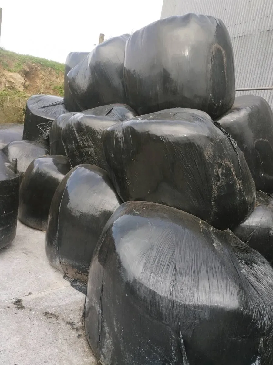 Top quality May silage - Image 1