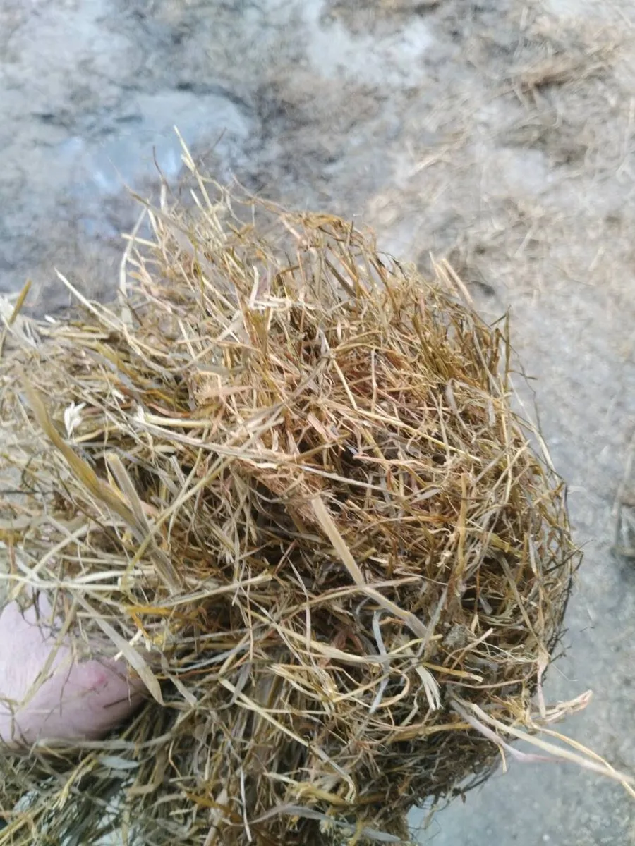 Top quality May silage - Image 3