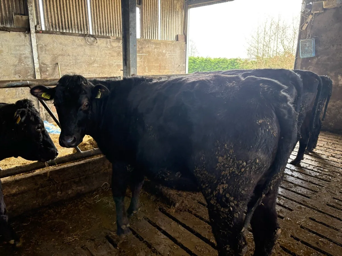 Castlerea mart 26th March #Limousin springers - Image 3