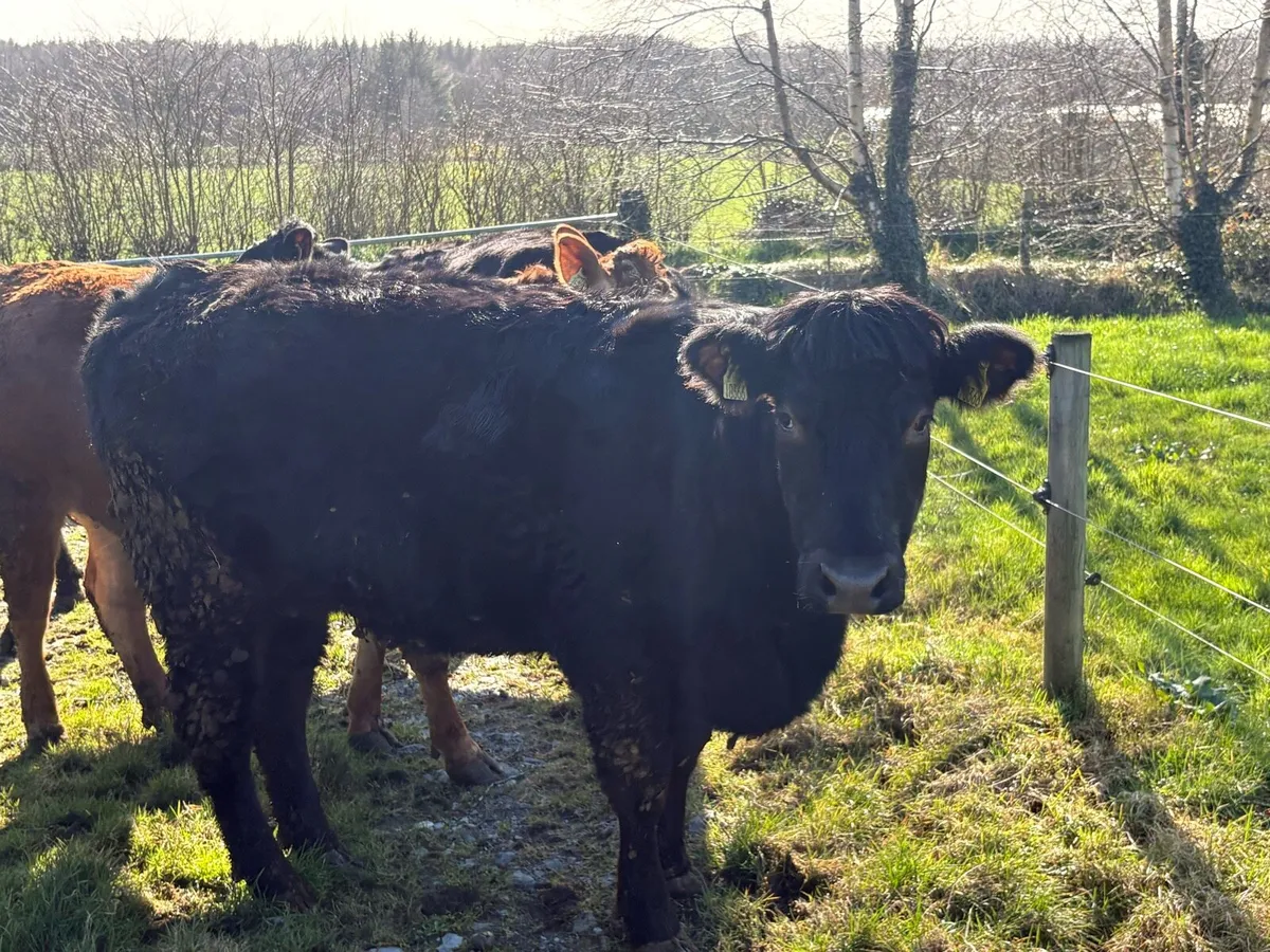 Castlerea mart 26th March #Limousin springers - Image 4