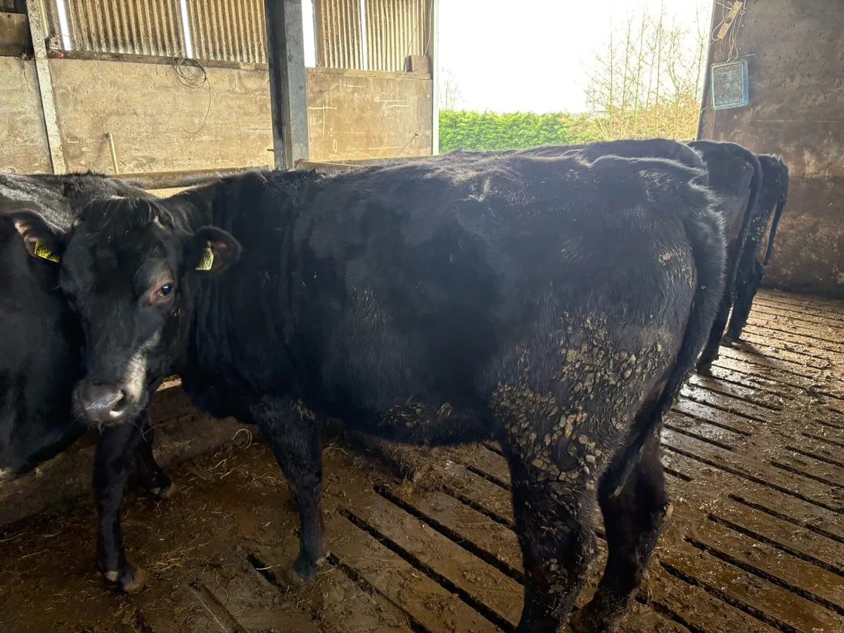 Castlerea mart 26th March #Limousin springers - Image 1