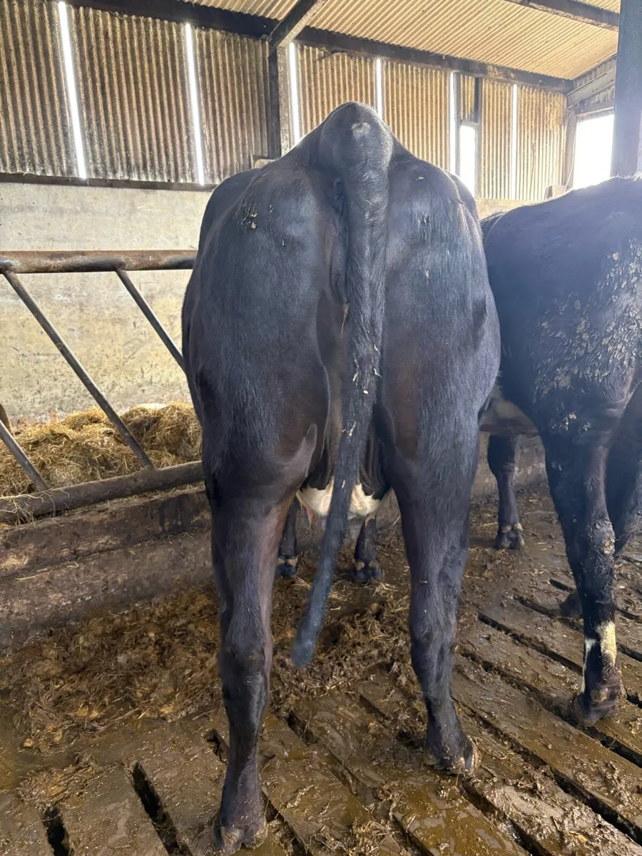 Castlerea mart 26th March #Limousin springers - Image 2