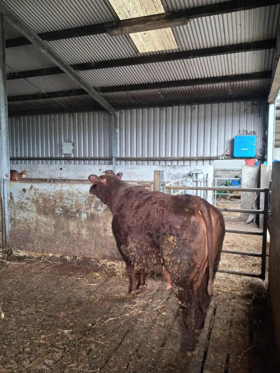 Foster cow - Image 2