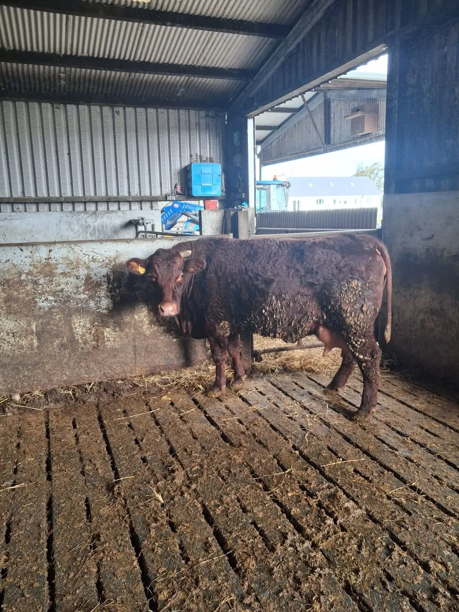 Foster cow - Image 1