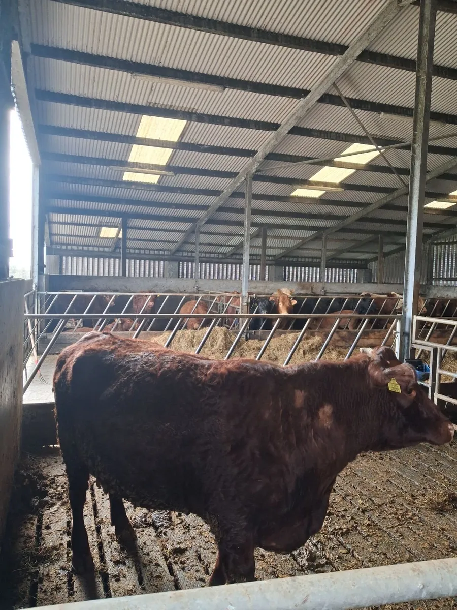 Foster cow - Image 3