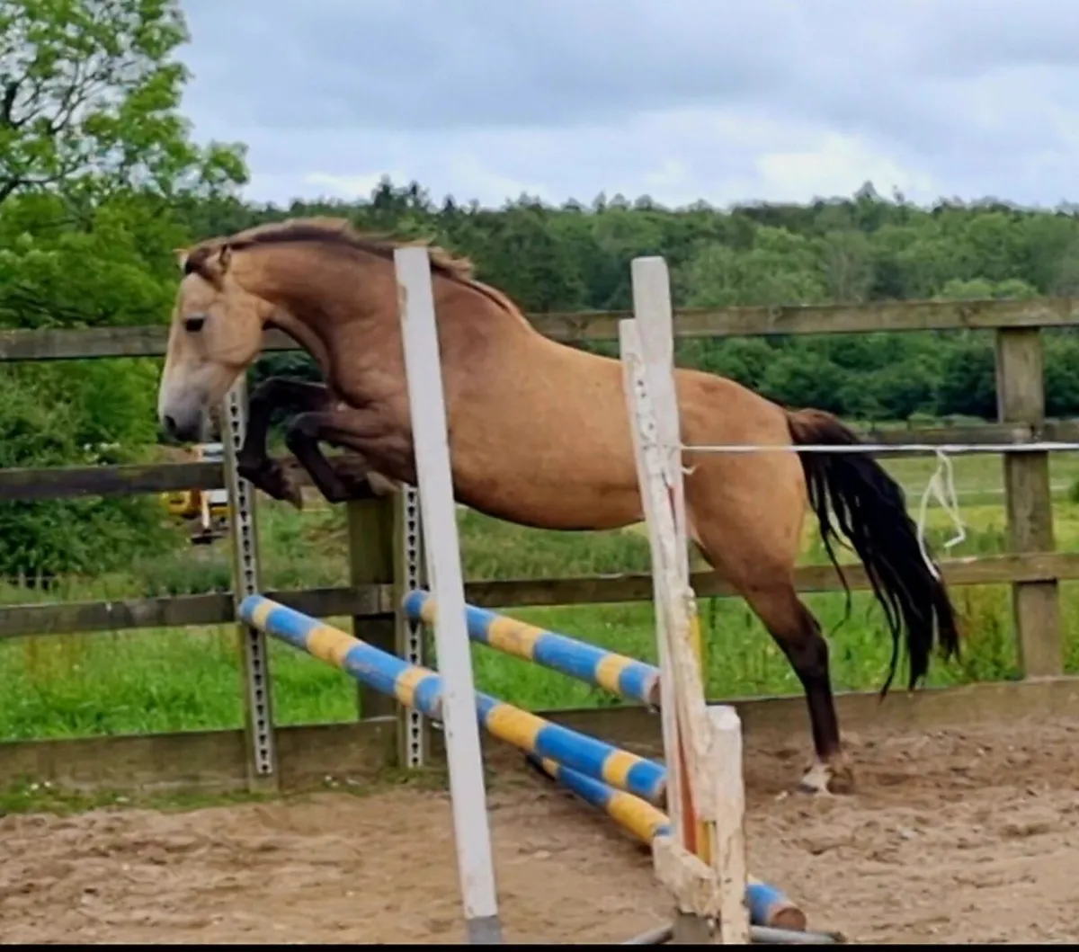 3yo Dun Filly - Image 1