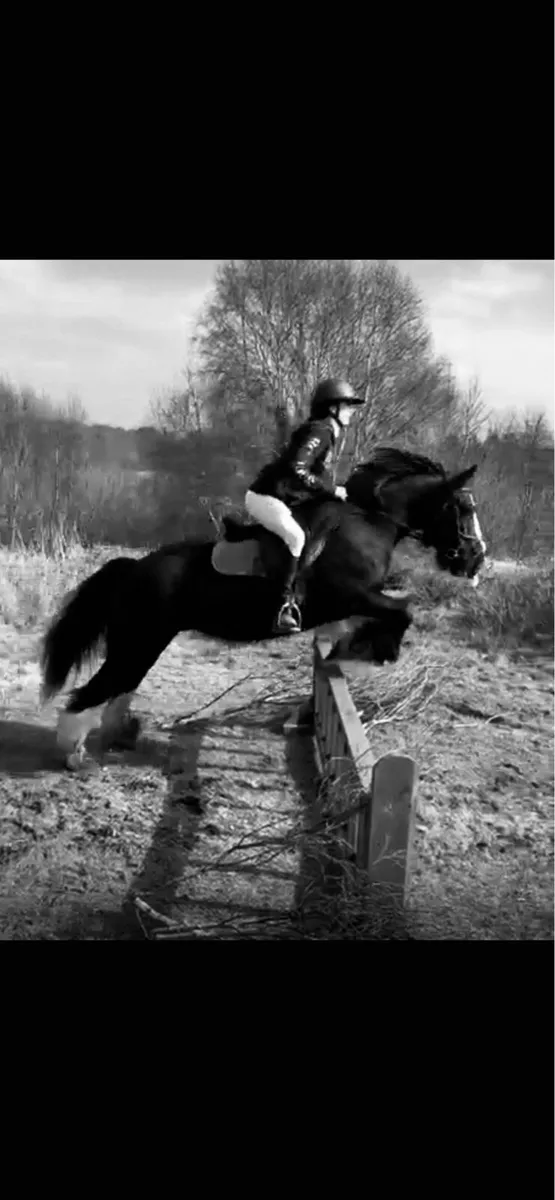 Beautiful Traditional Cob Mare - Image 1