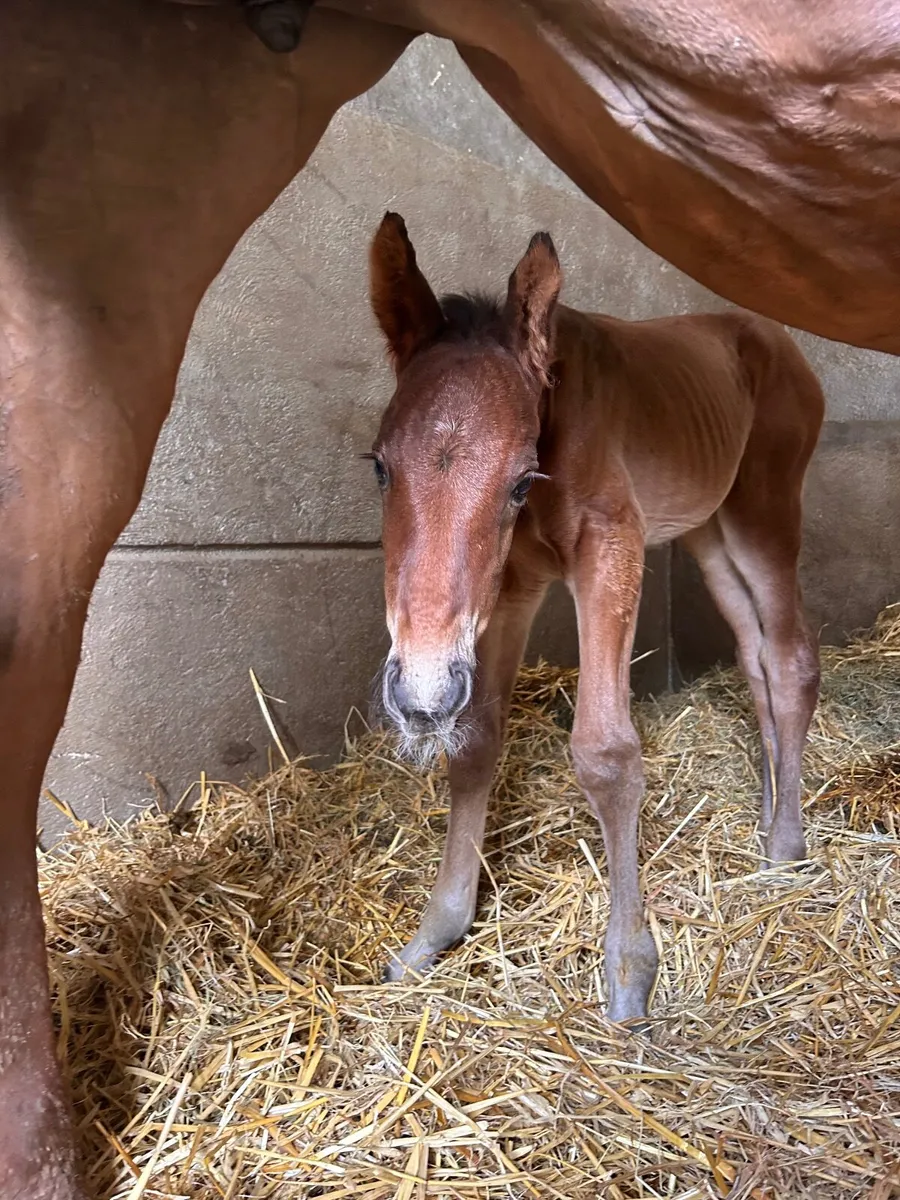 Foaling livery and youngstock - Image 1