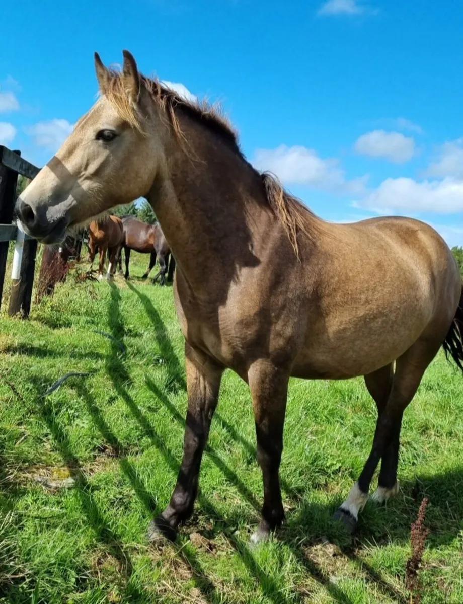 3yo Dun Filly - Image 2