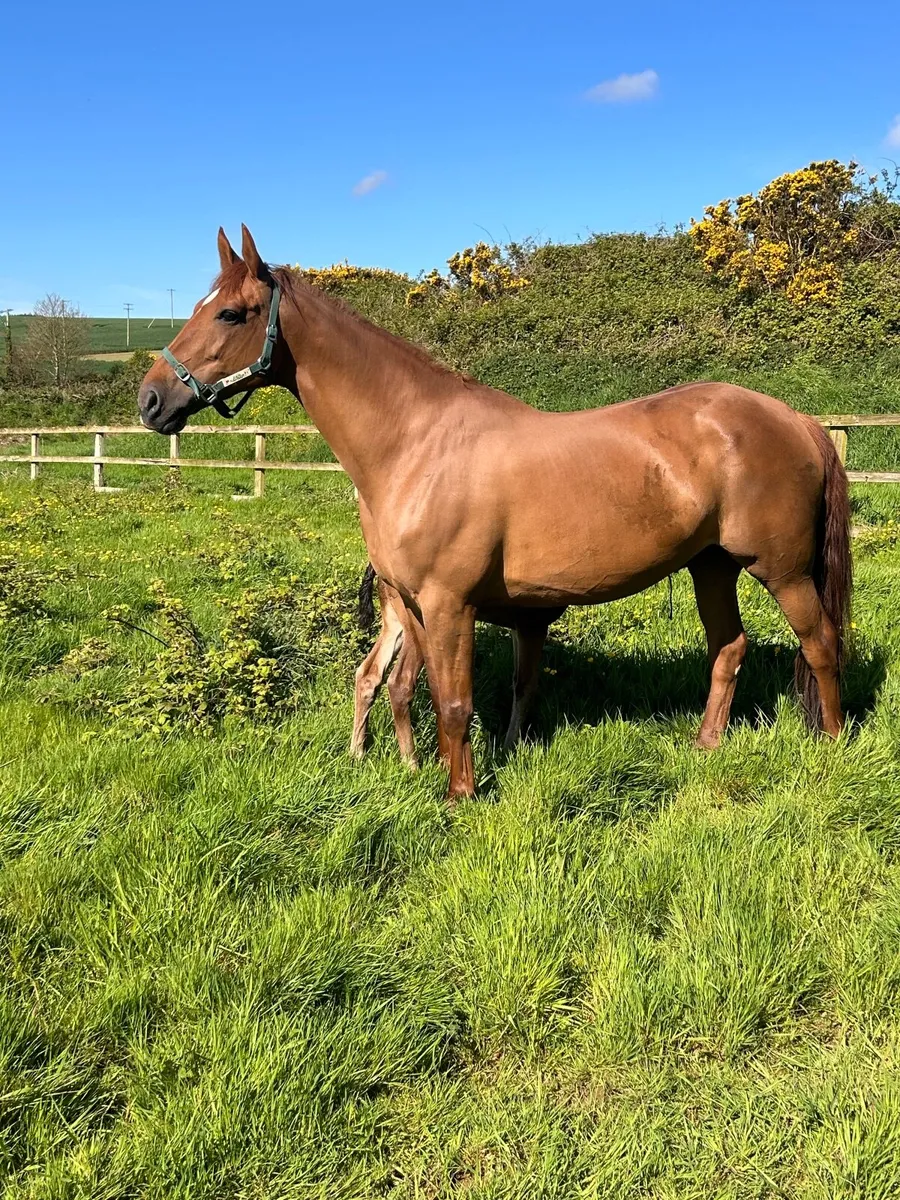 Foaling livery and youngstock - Image 2