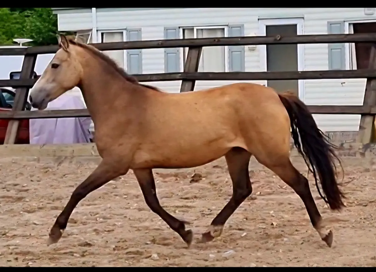 3yo Dun Filly - Image 3