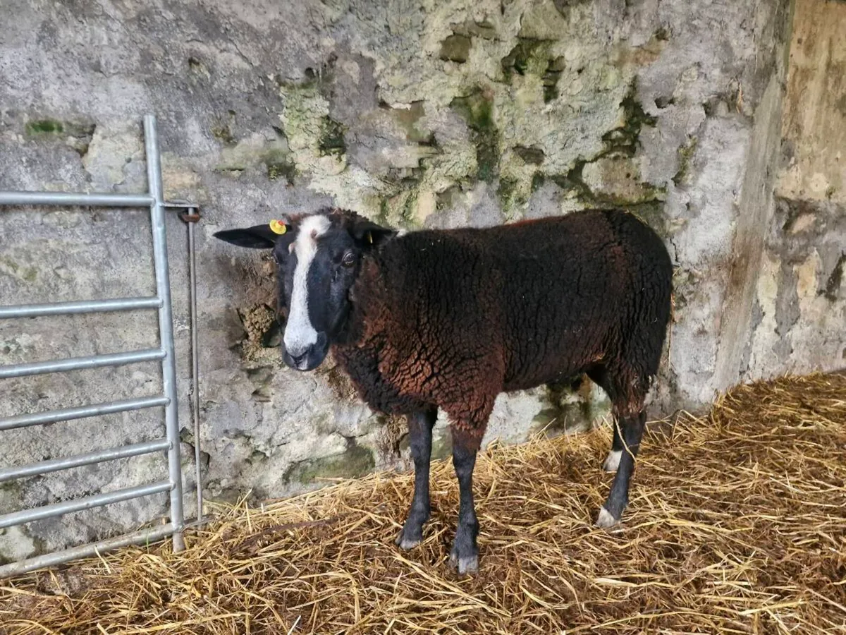 Foster ewe - Image 1