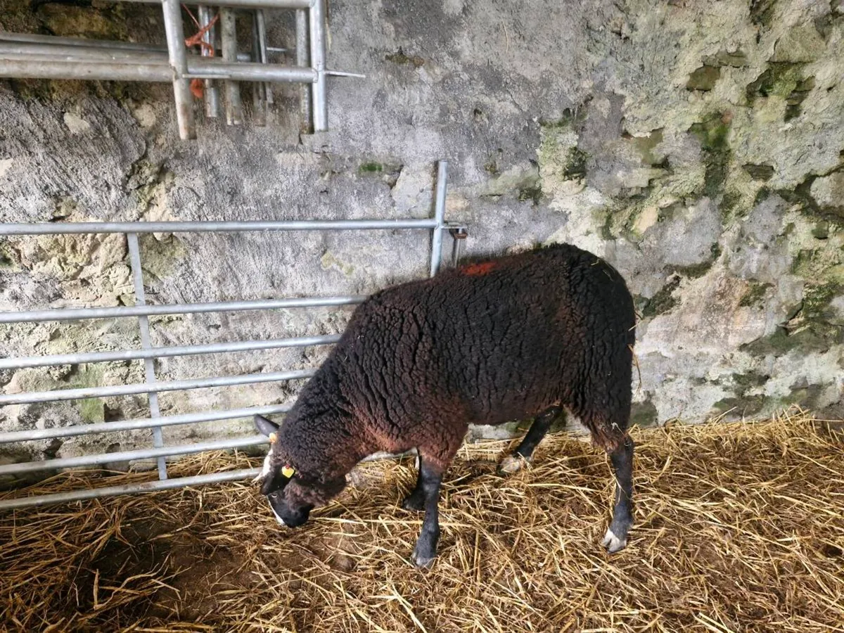 Foster ewe - Image 2