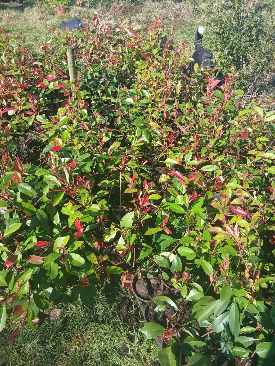 Photinia Red Robin Hedging €3.50 each - Image 2