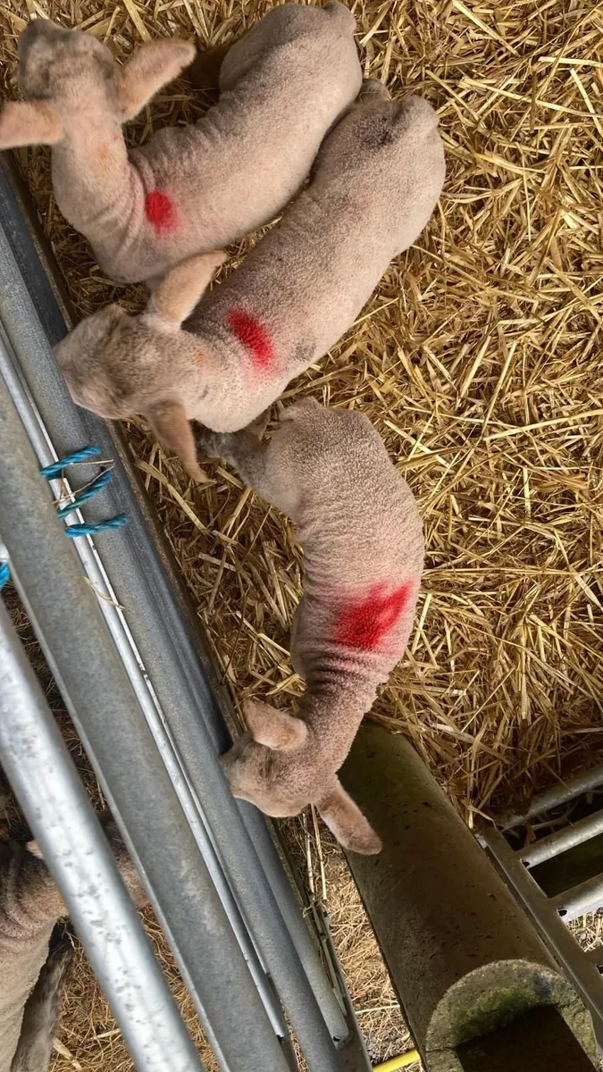 Foster lambs - Image 1