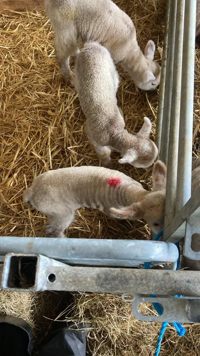 Foster lambs - Image 2