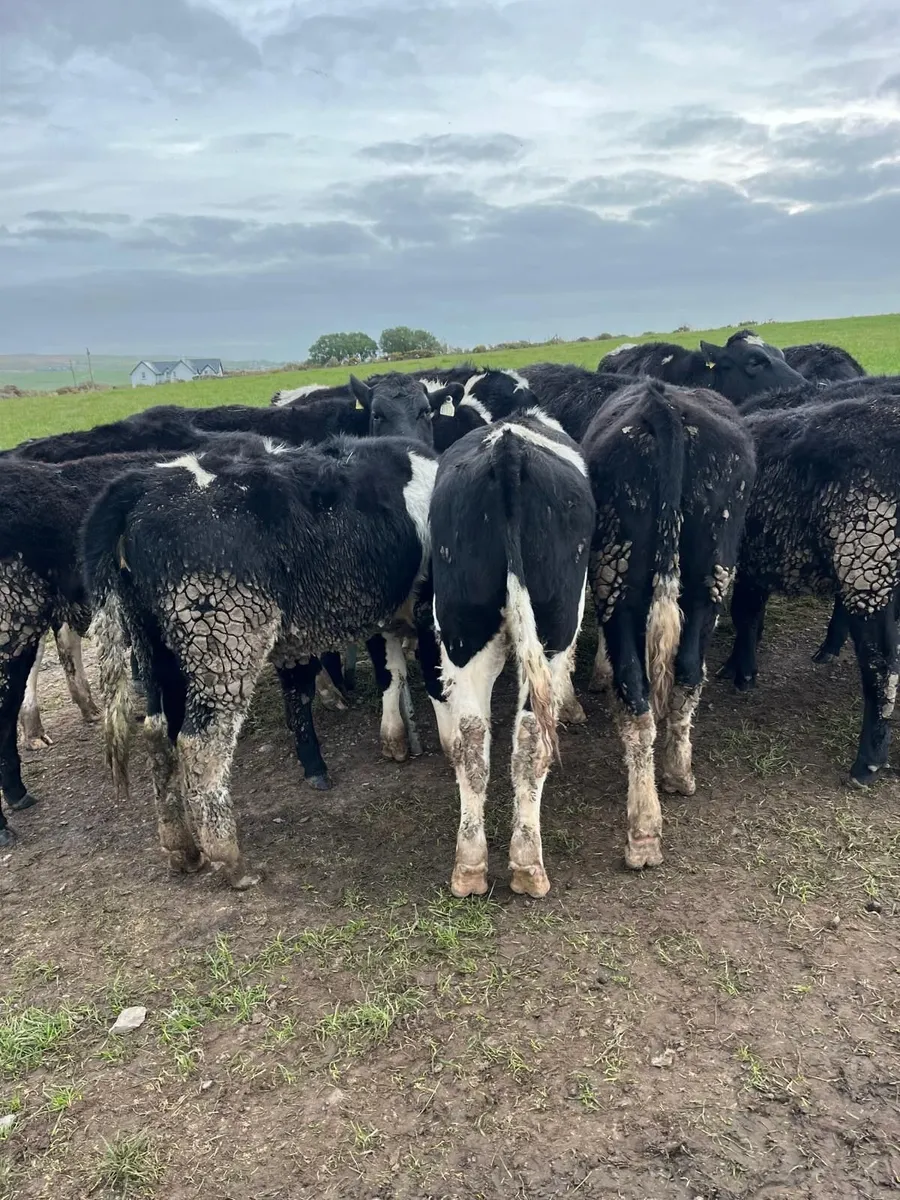 Freisian and Angus Weanlings - Image 2