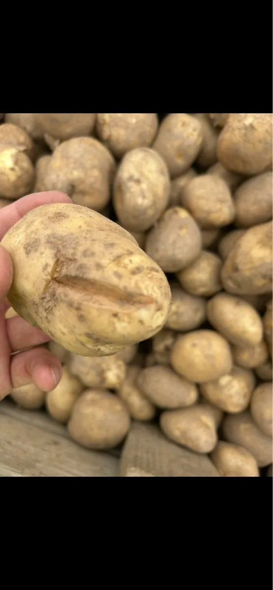 Cattle Feed Potatoes