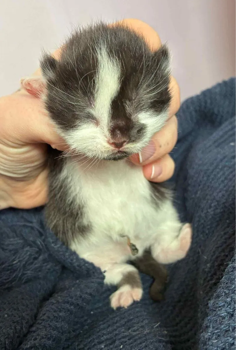 Beautiful Kittens🐈 - Image 2